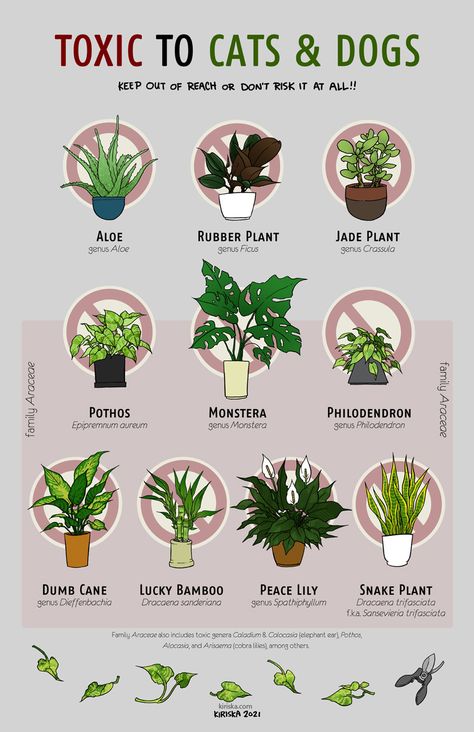 Easy Indoor Plants For Beginners, Safe House Plants, Garden River, Cat Safe Plants, River Rock Garden, Plant Care Houseplant, Fall Garden Vegetables, Garden Vegetables, Garden Hoses