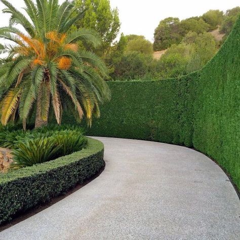 Curved Hedges Landscaping, Hedges Along Driveway, Plants Next To Driveway, Drive Way Design Ideas, Hedge Driveway, Villa Driveway, Driveway Hedge, Driveway Landscape Ideas, Long Driveway Landscaping