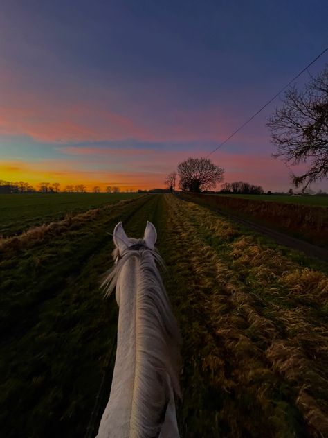 Equitation Aesthetic, Hunter Jumper Horses, Horsey Life, Horse Riding Aesthetic, Beautiful Horses Photography, American Paint Horse, Horse Profile, Horse Riding Equestrian, Horse Wallpaper