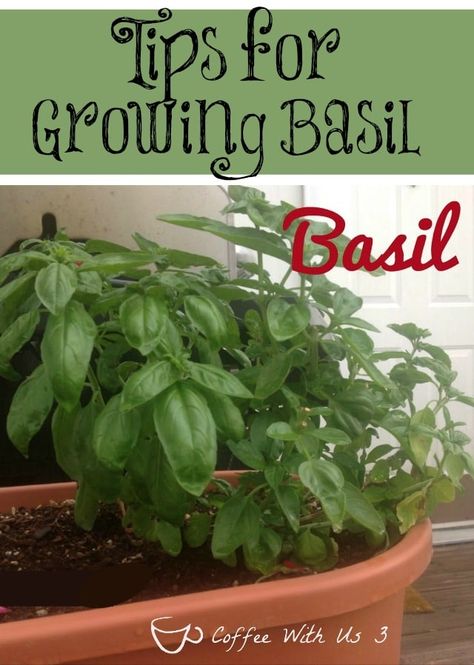 Do you know how to care for your Basil? How about what part to harvest first? Check out these Growing Basil Tips and learn that and more! Basil Garden, Patio Herb Garden, Portland House, Growing Basil, Basil Plant, Backyard Flowers, Organic Gardening Tips, Gardening Advice, Small Space Gardening