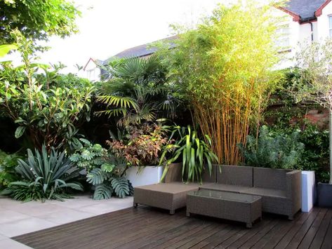 Modern Tropical Garden in Devon Modern Tropical Garden, Tropical Planting, Garden Ideas Uk, Small Tropical Gardens, Tropical Landscape Design, Tropical Garden Design, Jungle Gardens, Tropical Backyard, Back Garden Design