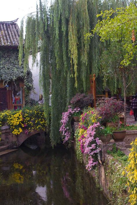 Peaceful Settings, Lush Landscaping, Yunnan China, Trees And Flowers, Weeping Willow, The Secret Garden, Chongqing, Willow Tree, Gorgeous Gardens