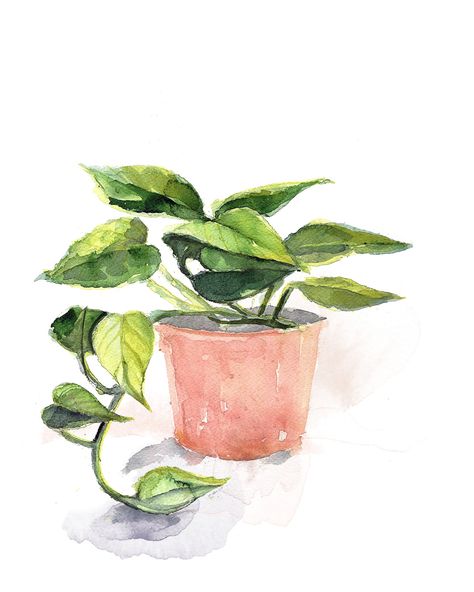 Watercolor Pothos Plant Print Minimalist Art, Modern Art, Potted Plant, Boho Wall Decor - Etsy Easy Plant Watercolor Paintings, House Plants Art, Potted Plant Watercolor, House Plant Watercolor, Watercolor Inspo Aesthetic, Watercolor Pothos, Watercolor Plant Paintings, Simple Watercolour Ideas, Watercolor Plants Simple