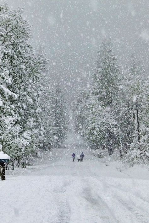 Winters Tafereel, Snow Falling, Matka Natura, I Love Snow, Winter Schnee, Winter Szenen, Winter's Tale, Winter Love, Winter Magic