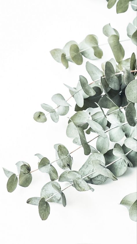 Eucalyptus Phone Wallpaper, Eucalyptus Aesthetic Wallpaper, Eucalyptus Wallpaper Iphone, Botanical Wallpaper Iphone, Eucalyptus Aesthetic, Eucalyptus Wallpaper, Mint Green Wallpaper Iphone, Mint Green Wallpaper, Pretty Backgrounds