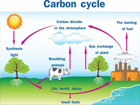 Gardening Basics: Carbon Cycle and Carbon Sequestration - KidsGardening The Carbon Cycle, Cycle Drawing, Krebs Cycle, Nitrogen Cycle, Carbon Cycle, Carbon Sequestration, 6th Grade Science, Cycling Motivation, Water Cycle