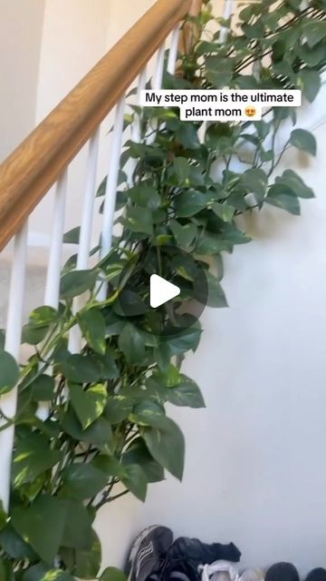 HousePlantParadise on Instagram: "Never underestimate popular houseplants! I love this beautiful Pothos that makes our staircase so much more unique and welcoming. 💚 Would you trying this on your railing?
📸: @curlfriendari

#pothos #houseplantcommunity #plantsplantsplants #plantparenthood #plantgoals" Pothos With Moss Pole, Pothos Plant Climbing Ideas, Pothos Wall Climbing, Pothos Climbing Ideas, Pothos Climbing, Indoor Vine Plants, Indoor Vines, Plant Goals, Pothos Plant