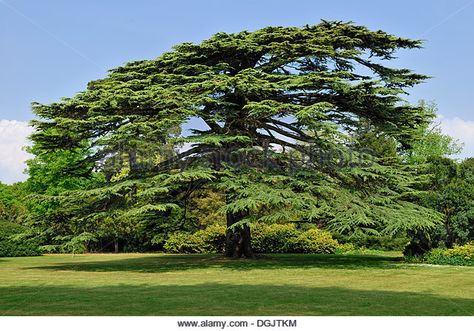 Old Lebanon Cedar (Cedrus libani) in the park of Osborne House, East Bowes, Isle of Wight, England, United Kingdom, - Stock Image Lebanon Tree, Cedrus Libani, Cedars Of Lebanon, Lebanon Cedar, Cedar Of Lebanon, Cedrus Deodara, Weird Trees, Tree Id, Cedar Trees