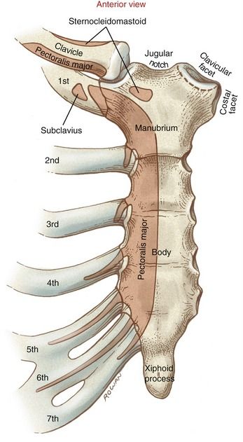 Clinical Anatomy, Anatomy Bones, Motivație Fitness, Basic Anatomy And Physiology, Medical Student Study, Human Body Anatomy, Medicine Student, Medical School Essentials, Muscle Anatomy