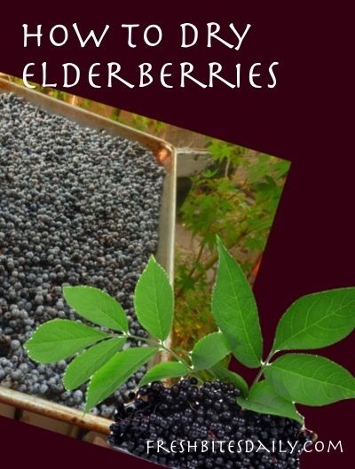 Drying/Dehydrating Your Elderberry Bounty! | Fresh Bites Daily How To Dry Fresh Elderberries, Drying Elderberries, Preserving Elderberries, Elderberry Cuttings, Elderberry Plant, Elderberry Bush, Elderberry Syrup Recipe, Homemade Elderberry, Elderberry Recipes