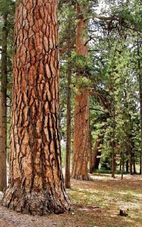 Lodge Pole Pine Tree, Ponderosa Pine Tattoo, Ponderosa Pine Tree, Tall Pine Trees, Pine Tattoo, Nature Documentary, Grand Fir, Ocean Horizon, Tree Identification