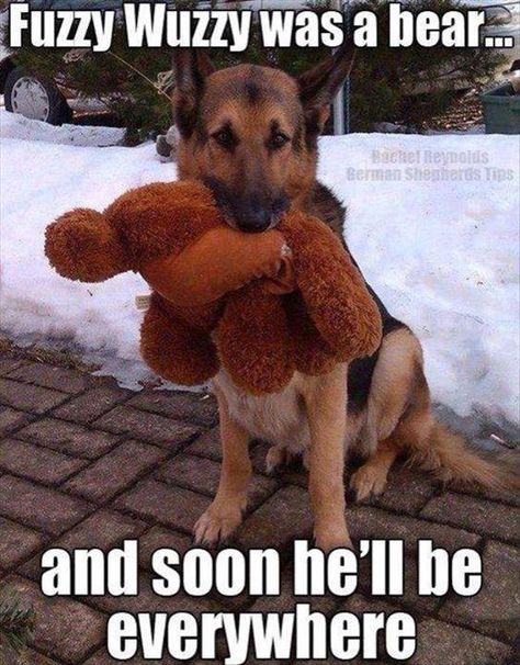 That is about right! #haha #smile #lol #dogs #pets #animals #funny #look #fashionmagenet  http://buff.ly/1VG4drU Puppies Cutest, Dachshund Funny, Fuzzy Wuzzy, Funny Animal Jokes, Refrigerator Magnet, Memes Humor, Shepherd Puppies, German Shepherd Dog, Funny Animal Memes