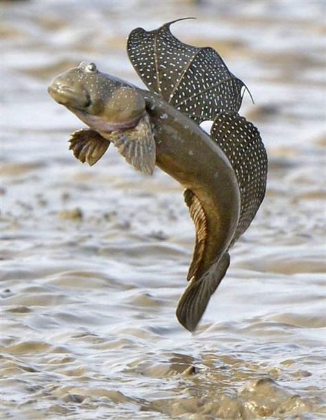 Mudskippers are small, air breathing fish which live on the shores in Japan. When the time for mating arrives, males fan out large spotted fins that run down its back, and dance into the hair advertising them selves to females. To keep themselves from drying out in the sun, they roll in the damp muddy beach. Sealife Poster, Ikan Air Tawar, Creature Marine, Fauna Marina, Fishing Pictures, Striped Bass, Water Animals, Beautiful Sea Creatures, Two Fish