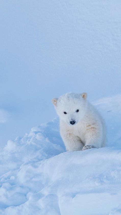 Polar Bear Wallpaper, Polar Bear Images, Polar Bear Cubs, Very Cute Animals, White Bears, Bear Images, Cute Polar Bear, Simple Phone Wallpapers, Winter Mood