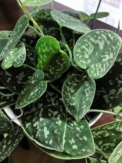 Ultimate Satin Pothos Care and Propagation Guide - Plant My Home Shear Curtains, Pothos Care, Satin Pothos, Growing Strong, Pothos Plant, Water Me, Decorative Pots, Propagating Plants, Plastic Pots