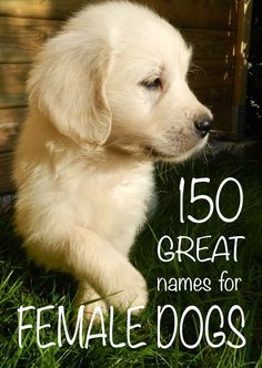 Over a hundred and fifty great girl dog names to choose from! - Tap the pin for the most adorable pawtastic fur baby apparel! You'll love the dog clothes and cat clothes! Top Girl Dog Names, Puppy Girl Names, Best Female Dog Names, Girl Dog Names Unique, Puppies Names Female, Dogs Names List, Names For Girl, Cute Puppy Names, Dog Names Unique