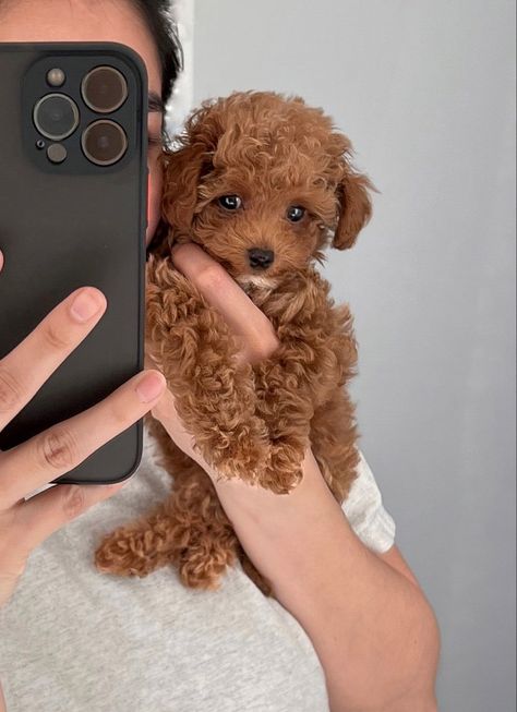 Bichon Frise Puppy Brown, Puppy Toy Poodle, Maltipoo Puppy Brown, Multi Poo Puppies, Australian Doodle Puppy, Maltipoo Full Grown, Cut Puppies, Brown Maltipoo, Mini Maltipoo