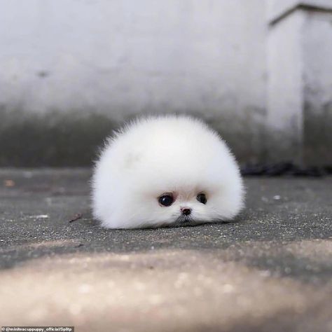 Tiny Pomeranian dog becomes an online sensation Cute Tiny Dogs, Tattoos Dog, Katt Grejer, Cute Fluffy Dogs, Wallpaper Dog, Haiwan Comel, Aesthetic Dog, Cute Dogs Images, Dog Aesthetic