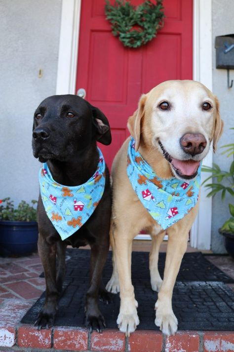 Dog Bandanna Diy, Dog Bandana Tutorial, Diy Dog Bandana, Bandana Tutorial, Dog Bandana Diy, Bandana Crafts, Dog Clothes Patterns Sewing, Bandanas Diy, Dog Bandana Pattern