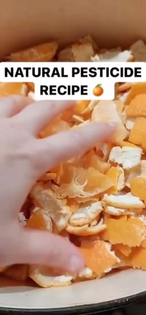 Gardening Peacefully on Instagram: "Natural Pesticide Recipe 🍊 Share this with someone that loves gardening! Follow @gardeningpeacefully for more awesome gardening videos! 🎥 shecooksorganic from TT #pesticide #pesticidefree #naturalgarden #organicgardening #organicgarden #organicgardener #gardening #garden #gardener #gardentips #gardening101" Natural Pesticides For Garden, Gardening Videos, Natural Pesticides, Vegetable Garden Diy, Natural Fertilizer, Fertilizer For Plants, Garden Animals, Garden Tool Set, Indoor Gardens