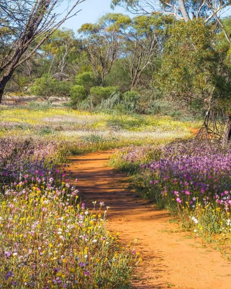 Lonely Planet on Instagram: “'Spring in Western #Australia’s mid-west sees an explosion of #wildflowers carpeting the countryside. Coalseam Conservation Park is my…” Australian Wild Flowers, Spring In Australia, Shadow Reference, Australian Countryside, Spring Australia, Nature Australia, Summer Australia, Desert Wildflowers, Spring Window Display