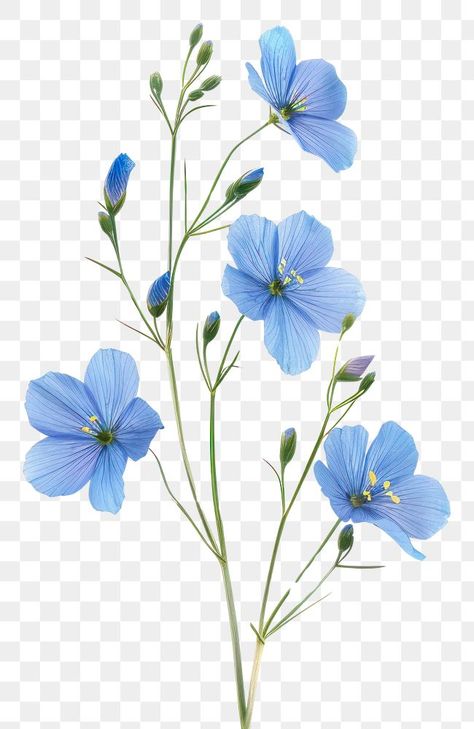 Blue Flowers Transparent Background, Blue Filler Flowers, Flowers Png Aesthetic, Blue Flax Flowers, Single Blue Flower, White Flower Illustration, Blue Flowers Aesthetic, Blue Flower Illustration, Blue Flower Png