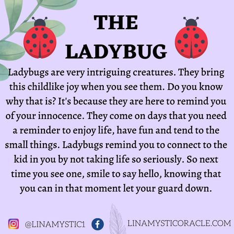 Ladybug Meaning, Ladybug Quotes, Spirit Animal Meaning, Animal Meanings, Letting Your Guard Down, Spiritual Awakening Signs, The Ladybug, A Ladybug, Animal Symbolism