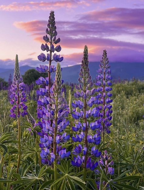 Lupine Dreams Lupins Flowers, Lupin Flower, Alaska Photography, New England Usa, Lupine Flowers, Sugar Hill, 2025 Vision, Wedding Aisle, Painting Ideas