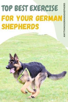 Training A German Shepherd, German Shepherd Photoshoot With Owner, German Shepard Training, Black Sable German Shepherd, Gsd Training, German Shepherd Care, German Shepherd Puppies Training, Puppy Tips, Puppy Checklist