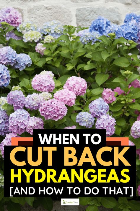 When To Trim Hydrangeas, Trimming Hydrangeas, Hydrangea Plant Care, When To Prune Hydrangeas, Propagating Hydrangeas, Pruning Hydrangeas, Hydrangea Tree, Hydrangea Landscaping, Big Leaf Hydrangea