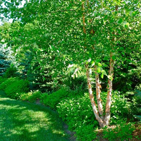 River Birch Trees Landscape, River Birch Trees, Fast Growing Shade Trees, Birch Trees Landscaping, Trees For Front Yard, Fast Growing Evergreens, River Birch, Privacy Trees, Backyard Trees