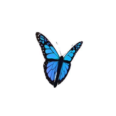 Fly Gif, Butterfly Gif, Butterfly Video, Blue Butterfly Wallpaper, Emoji Backgrounds, Happy Birthday Wishes Photos, Morpho Butterfly, Diy Butterfly, Blue Morpho