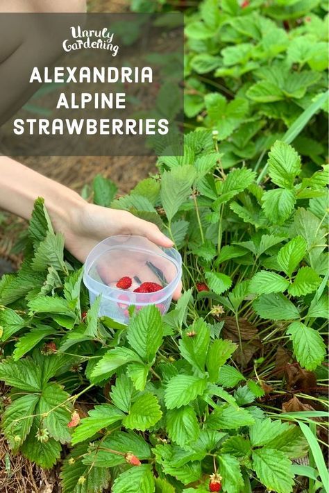 How to Grow Alpine Strawberries - Unruly Gardening Strawberries Plant, Strawberry Seedlings, Alpine Strawberries, Strawberry Plants, Edible Landscaping, Yard Project, Flower Gardening, Garden Recipes, Hardy Plants