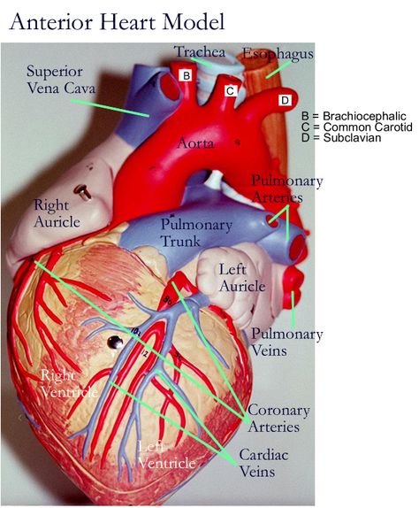 Heart Models Simple Anatomy, Anatomy Of The Heart, Anatomy Book, Nurse Tips, Thyroid Recipes, English Prepositions, Anatomy Lessons, The Human Heart, Heart Anatomy