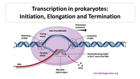 Transcription in prokaryotes: Initiation, Elongation and Termination Transcription Biology, Dna Transcription, Microbiology Notes, Biology Drawing, Rna Polymerase, Dna Polymerase, Biology Diagrams, Transcription And Translation, Dna Replication