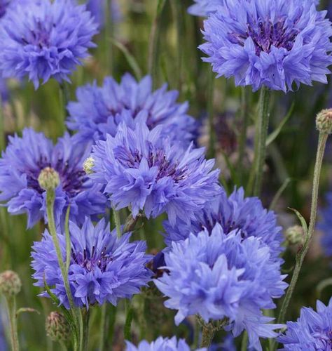 The Tiny Seed, Bachelor Buttons, Farmhouse Landscaping, Dry Well, Blue Boy, Seed Company, Garden Soil, Annual Plants, Edible Flowers