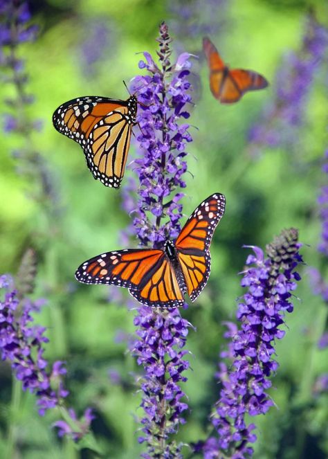 Flowers That Attract Butterflies, Most Beautiful Butterfly, October Flowers, Butterfly Species, Butterfly Images, Butterfly Bush, Butterfly Pictures, Attract Butterflies, Butterfly Wallpaper