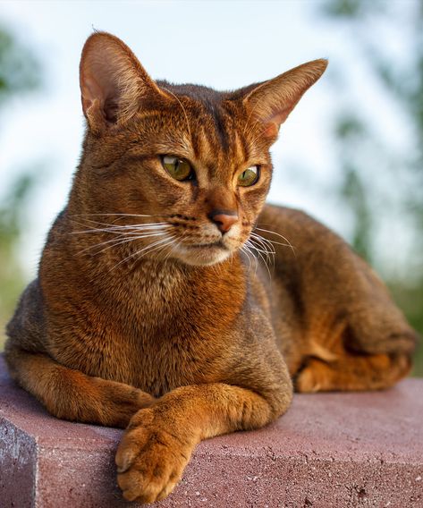 abyssinian cat names  Check our pawsome store if you love Cats! 👉www.kawaiikitty.co  Follow us for more [Pawsome|Purrsome|Furrsome|Pawtastic] cat content!  Check us also on instagram for daily Cat content: https://www.instagram.com/kawaiikitty.co/  Check our  [Pawsome|Purrsome|Furrsome|Pawtastic] products at: https://kawaiikitty.co Siamese Cats Blue Point, Cats That Dont Shed, Egyptian Cats, Calming Cat, Gato Anime, Cat Spray, Abyssinian Cats, Abyssinian, Unique Cats