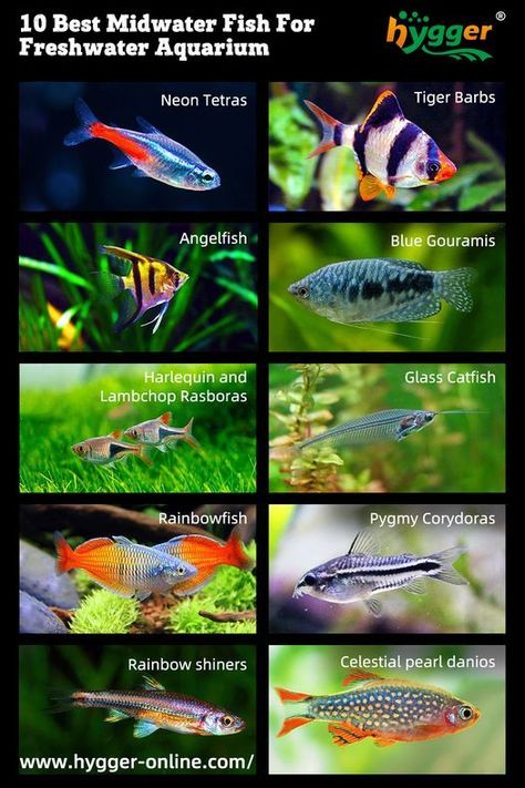 Generally, there are different kinds of dwellers in aquariums – bottom, middle, and top dwellers. They make diverse vibrant fish tanks. Specifically in this article, we will get deep into the midwater fish for freshwater aquariums. If you have ever been on the horns of a dilemma when selecting middle dwellers for your aquarium, just continue reading. Tropical Freshwater Fish Aquarium, Schooling Fish Aquarium, Freshwater Aquarium Fish Tanks, Community Tank Freshwater, Aquarium Infographic, Aquarium Design Fish Tanks, Freshwater Aquarium Ideas, Fish Tanks Ideas, Fish Aquarium Ideas