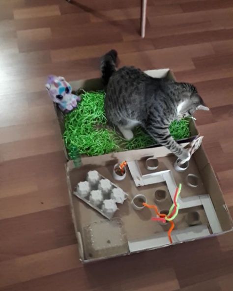 Cat Games Diy, Crafts For Cats Diy, Interactive Cat Toys Diy, Kitten Enrichment Diy, Diy Cat Toys Easy Cardboard Boxes, Diy Cat Toys Interactive, Diy Cat Enrichment, Cat Enrichment Diy, Cardboard Cat Toys