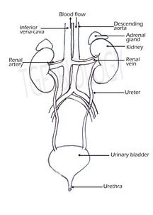 d. Excretory System - BIOLOGY4ISC Human Excretory System Diagram, Excretory System Diagram, Human Excretory System, Teaching Body Systems, The Excretory System, Digestive System Diagram, Body Systems Project, Loop Of Henle, Human Respiratory System