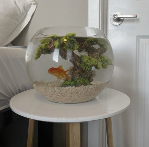 Cute Fish Aquarium Ideas, Goldfish Tanks Ideas, Fish Bowl Aesthetic, Peceras Aesthetic, Aquarium In Bedroom, Goldfish Tank Setup, Home Aquarium Aesthetic, Cute Fish Tanks, Small Fish Tank Ideas