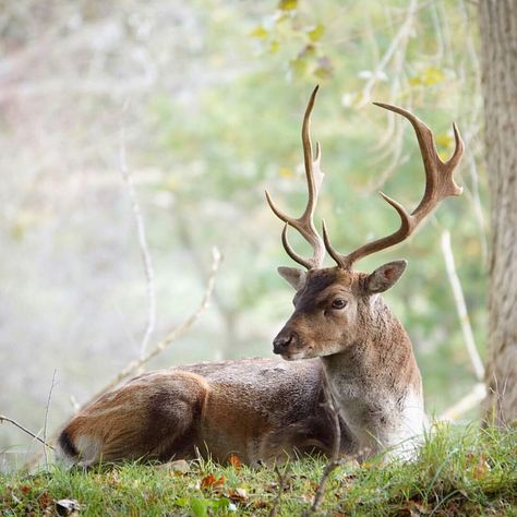 Stag Moose Pictures, Deer Photography, Deer Photos, Deer Illustration, Deer Pictures, Forest Creatures, Pretty Animals, Wild Dogs, Jolie Photo