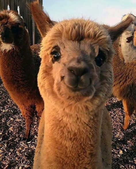 Here Are Some Alpacas With a 10/10 Smile - I Can Has Cheezburger? Smiling Alpaca, Lama Animal, Cute Alpaca, Flower Farmer, Happy Pictures, Fluffy Animals, Cute Animal Photos, Cute Animal Pictures, Having A Bad Day