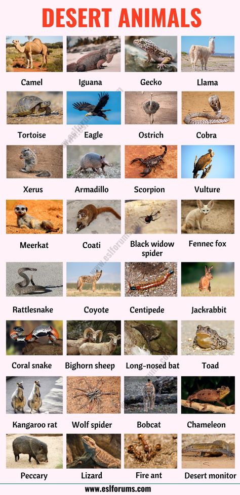 Desert Animals: List of 35+ Best Animals that Live in the Desert with ESL Picture - ESL Forums Animals Of The Desert, Desert Animals Preschool, Animals In Desert, Desert Animals Activities, Desert Animal Art, Desert Names, Animals Name With Picture, List Of Insects, Dessert Animals