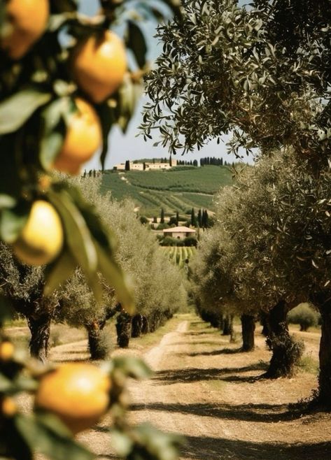 Tuscany Landscape, Peisaj Urban, Olive Grove, Italy Tuscany, Italy Summer, Italy Aesthetic, Italian Summer, Tuscany Italy, Dream Destinations