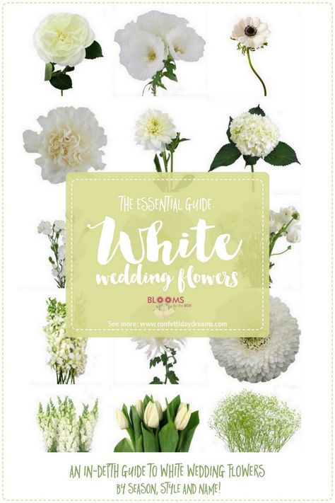 White Wedding Flowers Guide: Types of White Flowers, Names + Pics. Click http://www.confettidaydreams.com/types-of-white-wedding-flowers-names/ White Flowers Names, Purple Flower Names, Wedding Flower Types, Flowers Guide, Types Of White, Wedding Flower Guide, Boho Flower Crown, Red Wedding Flowers, Beach Wedding Flowers