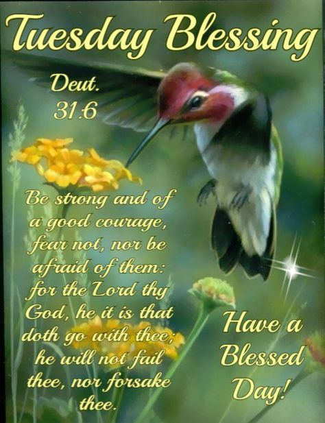 Tuesday Blessings! Tuesday Motivation Quotes, Happy Tuesday Morning, Tuesday Quotes Good Morning, Tuesday Images, Tuesday Greetings, Tuesday Blessings, Deuteronomy 31 6, Love Good Morning Quotes, Happy Tuesday Quotes