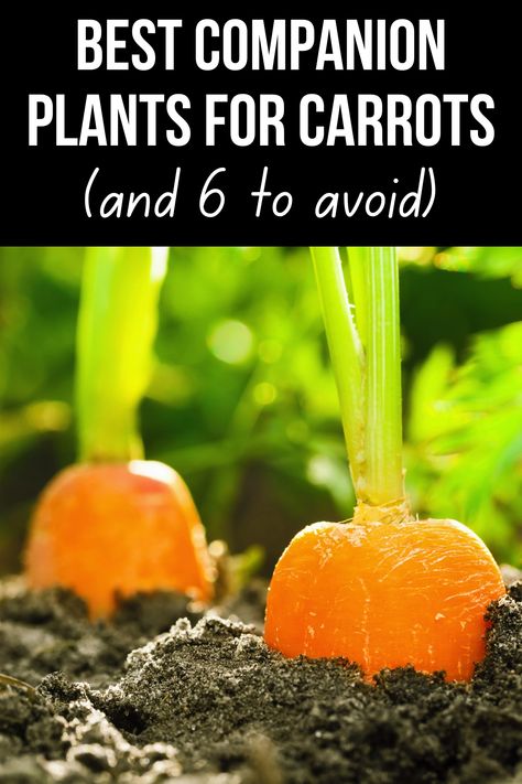 What To Plant With Carrots, Carrots Planting Growing, Carrot Planter Ideas, How To Grow Carrots In A Pot, Growing Carrots From Carrot Tops, Planting Carrots Cornstarch, Companion Planting Carrots, Carrot Planting Tips, Carrot Companion Planting