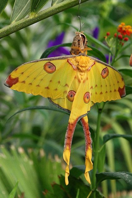 Colorful Moths, Cute Moth, Cool Insects, Moon Moth, Moth Caterpillar, Beautiful Bugs, Creepy Crawlies, Dragon Fly, Airbrush Art